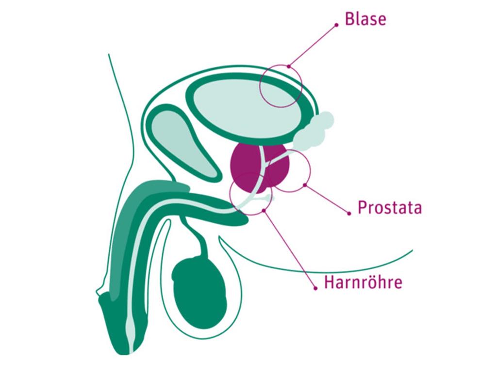 Funktion Der Prostata Beim Mann www.prostagutt.de