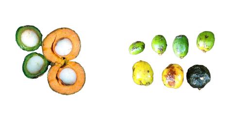 Sabalfrüchte